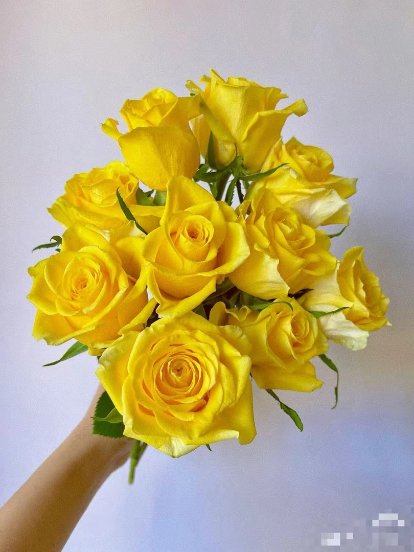 契机黄玫瑰（好开/耐养）