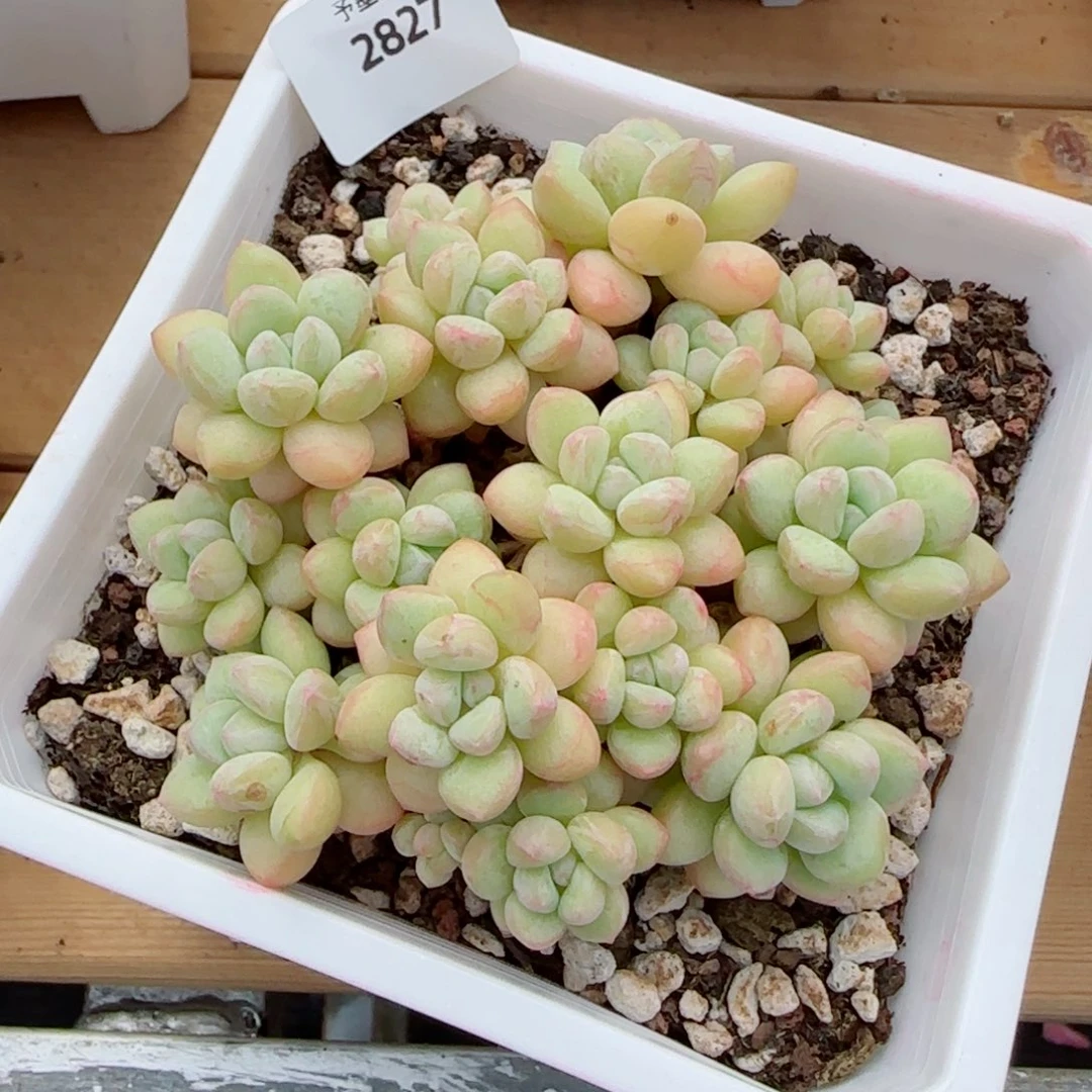 泡泡糖无砍，2827多肉植物