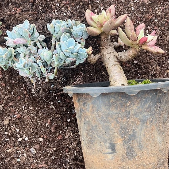 若***水多肉植物实物直播实物301