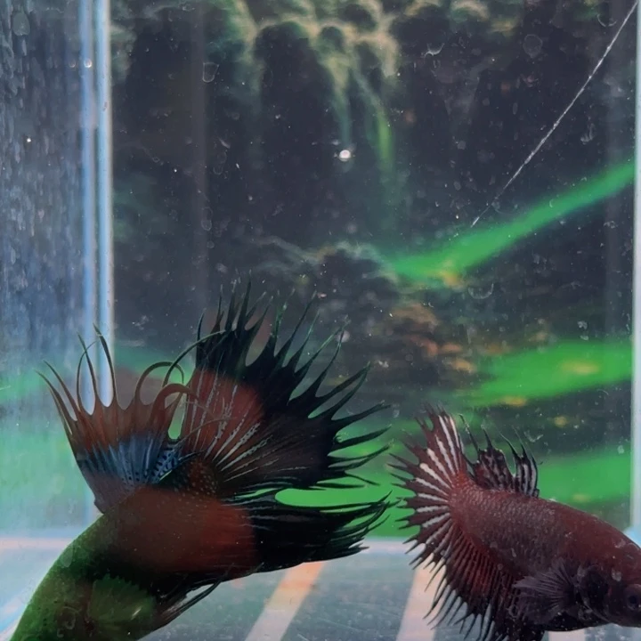 斗鱼就要努力学习生活