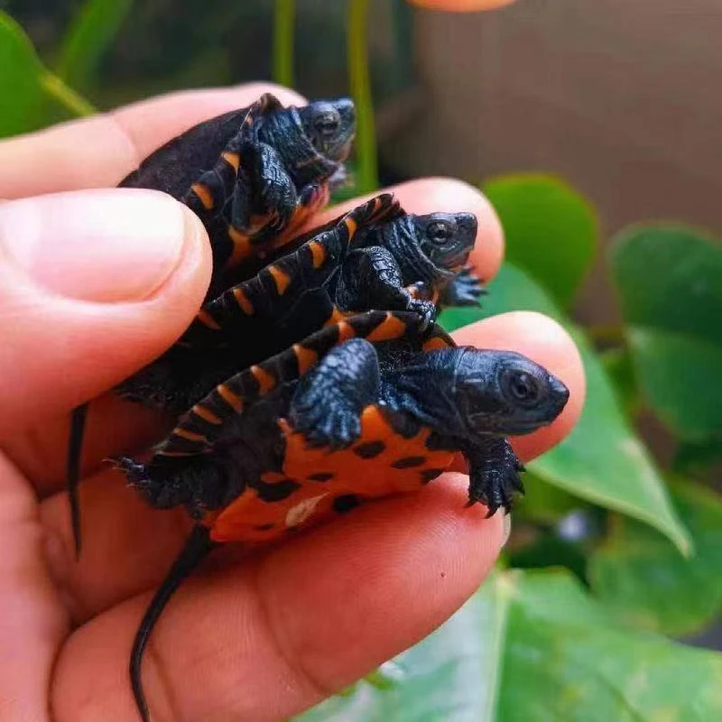 广东乌龟黑颈龟外塘养殖宠物观赏乌龟纯种黑颈龟好养