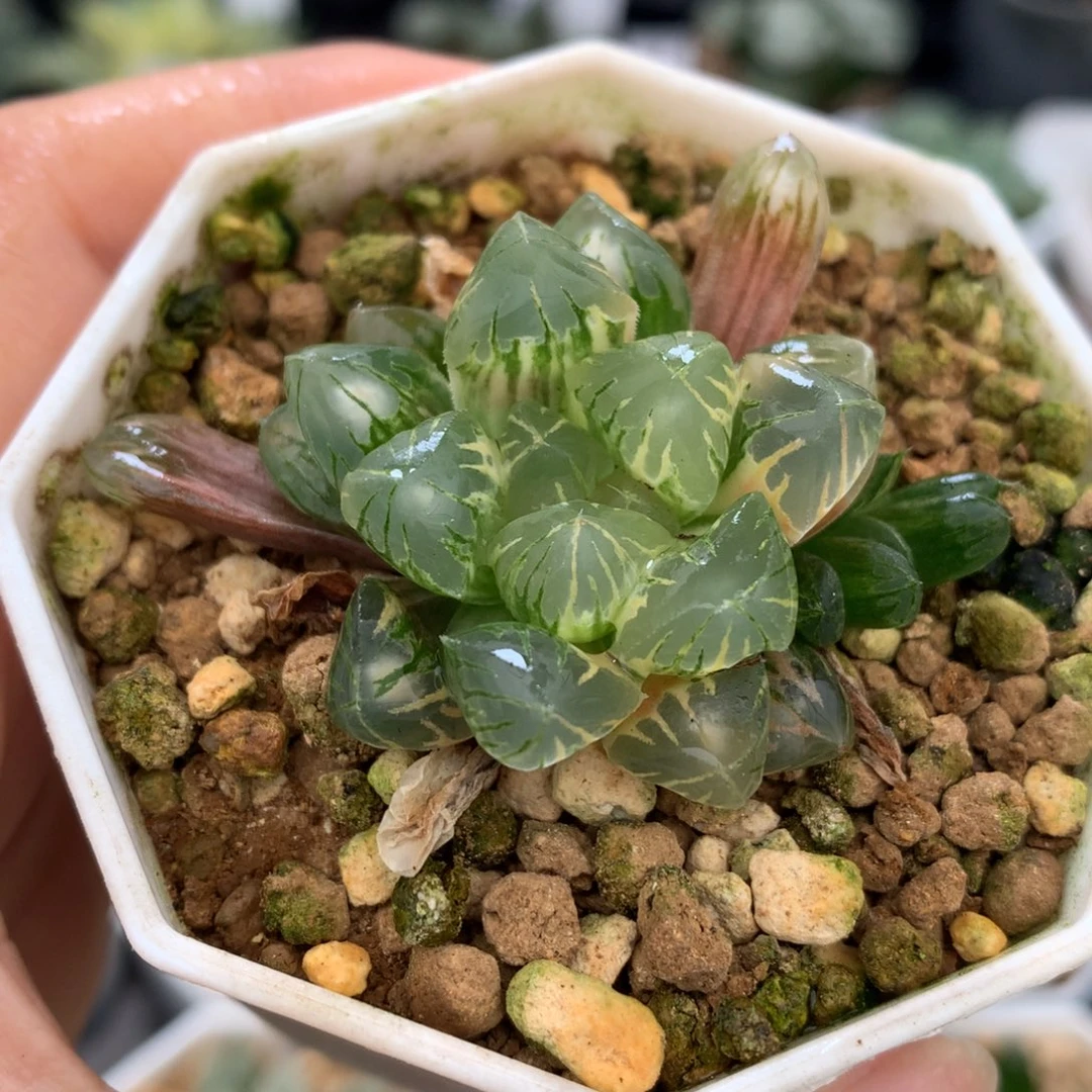 老川玉露锦，带盆一起