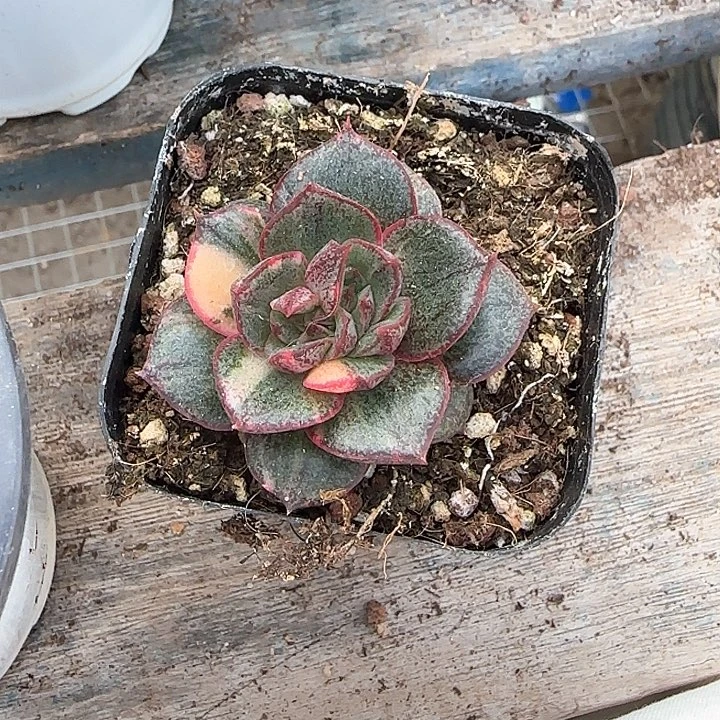 青蛙王子儿童牙膏111