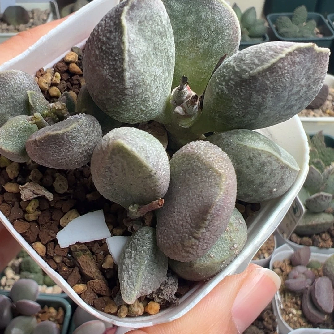 868胖嘟嘟一颗不包整桩