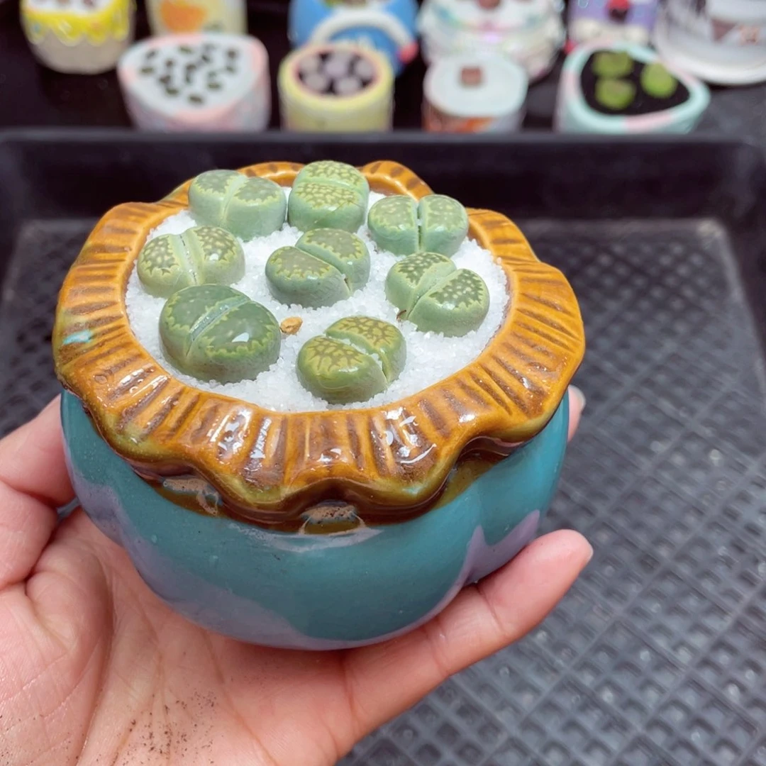 w5978 -零下地区拍保温箱-15支持寄养