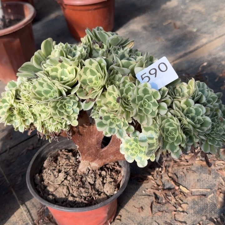 绿豆沙自然朵朵缀化590