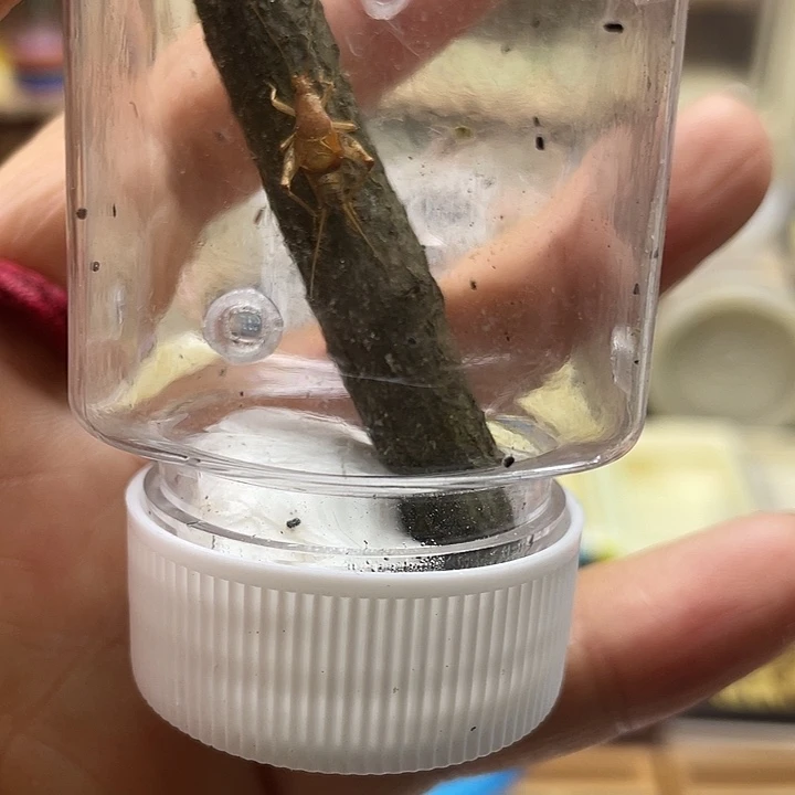 深***年金孔雀1啊啊啊啊啊啊