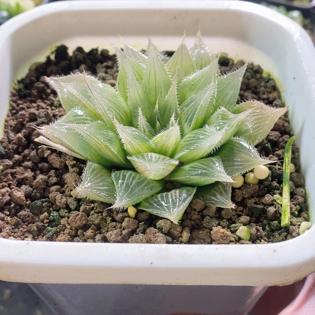 原始实生玉露锦母本多肉植物