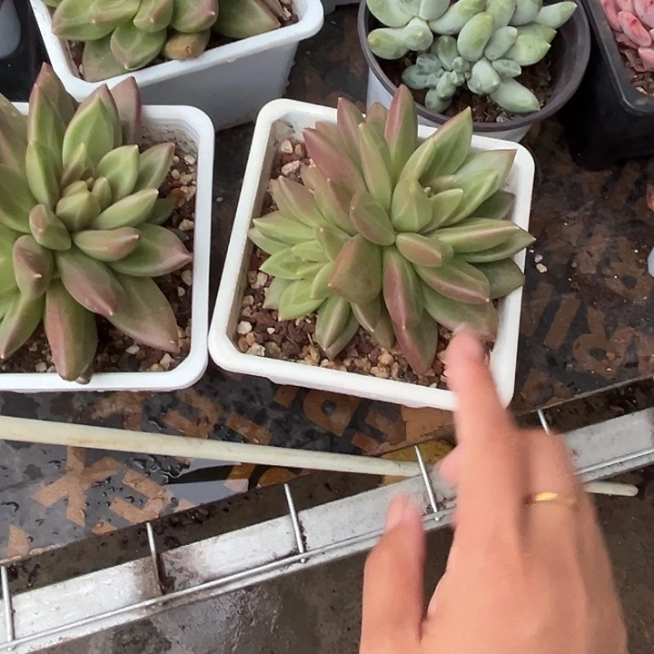 抹***️迷雾泡泡245789号996块