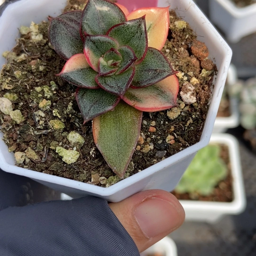 944麒麟座锦多肉植物