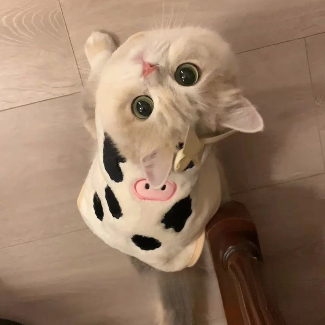 薄荷同款猫咪衣服宠物小狗狗秋冬装保暖马甲背心金渐层美短奶牛服