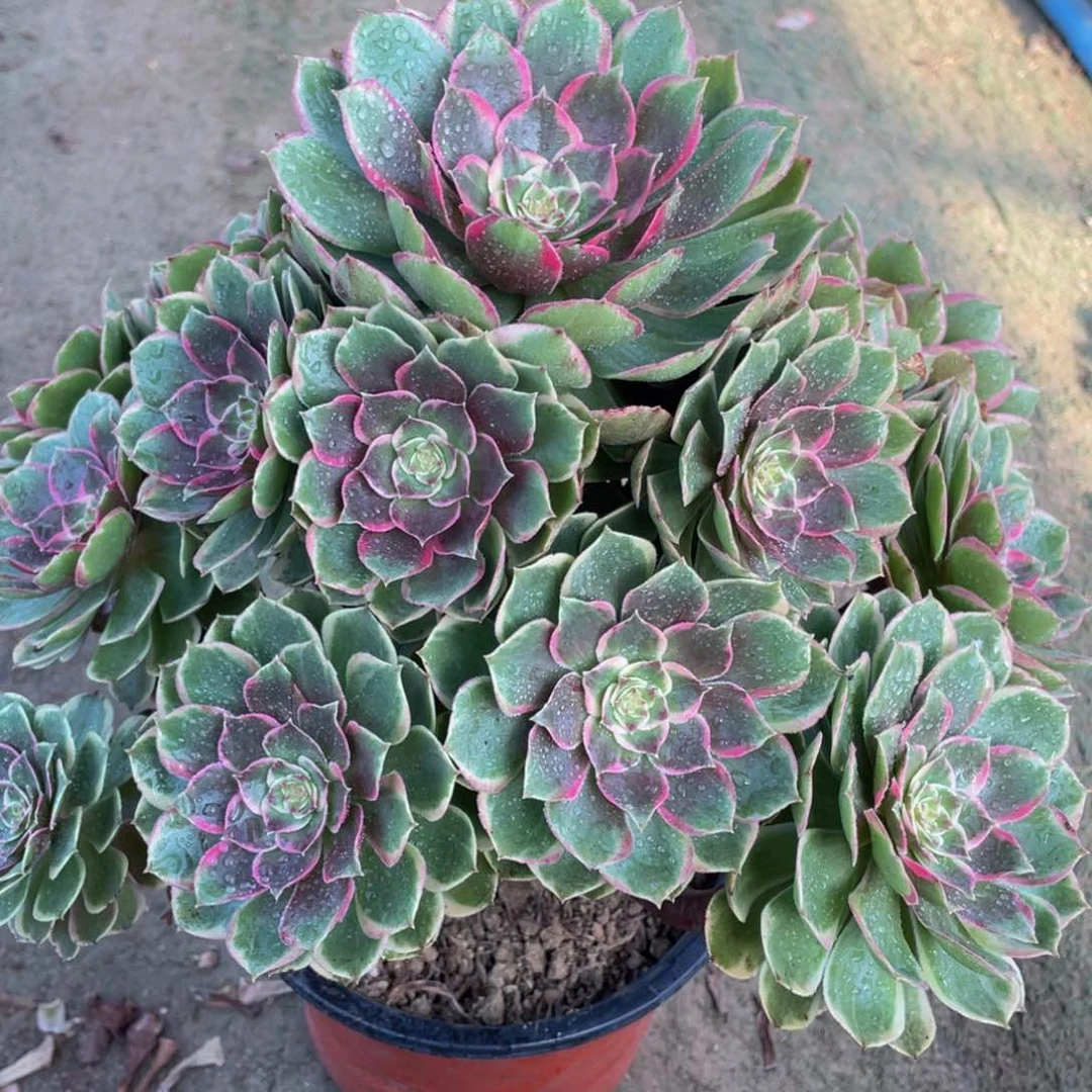 910粉花妖精品法师老桩