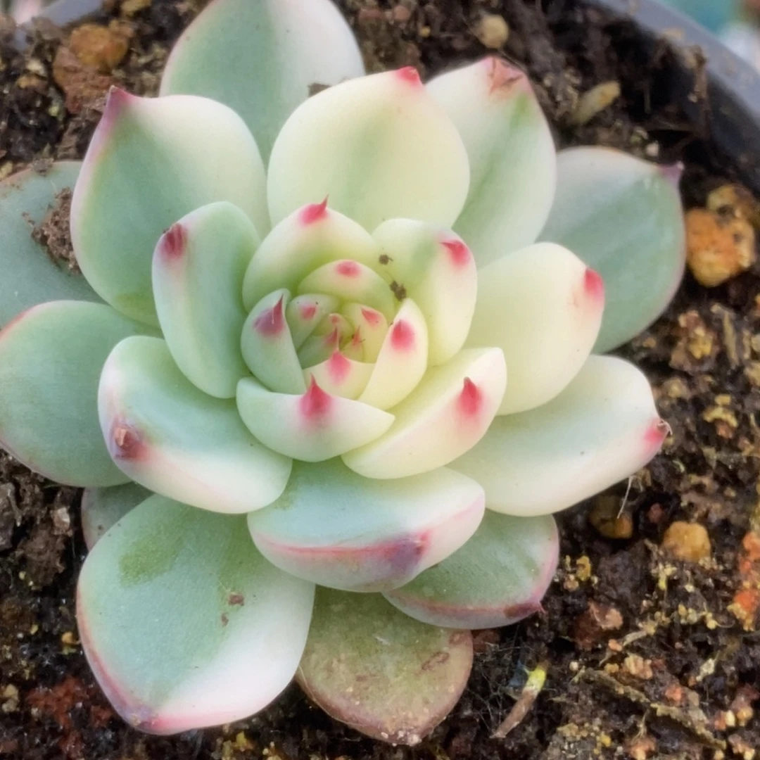 304锦锦锦锦锦锦锦