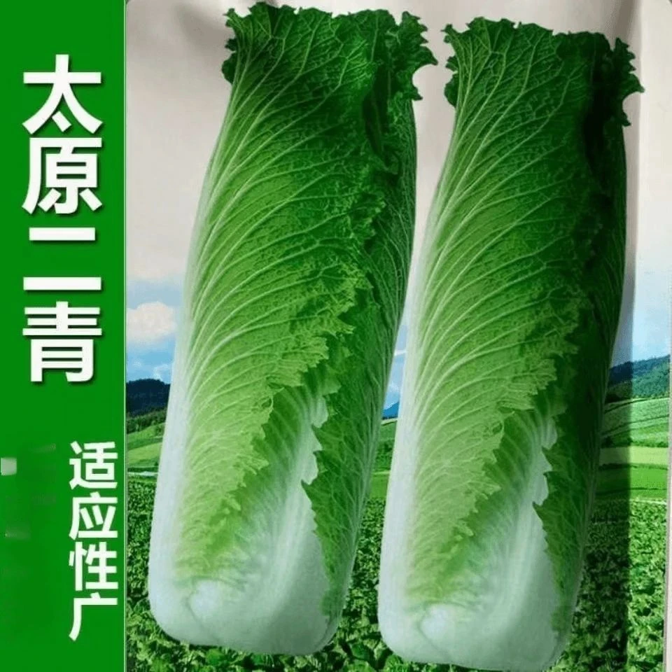 太原二青大白菜种子天津青麻叶种籽高筒长白菜