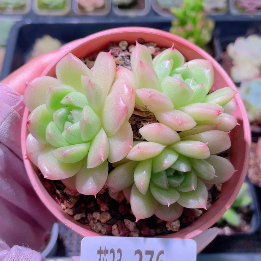 花利美23-276麦秆