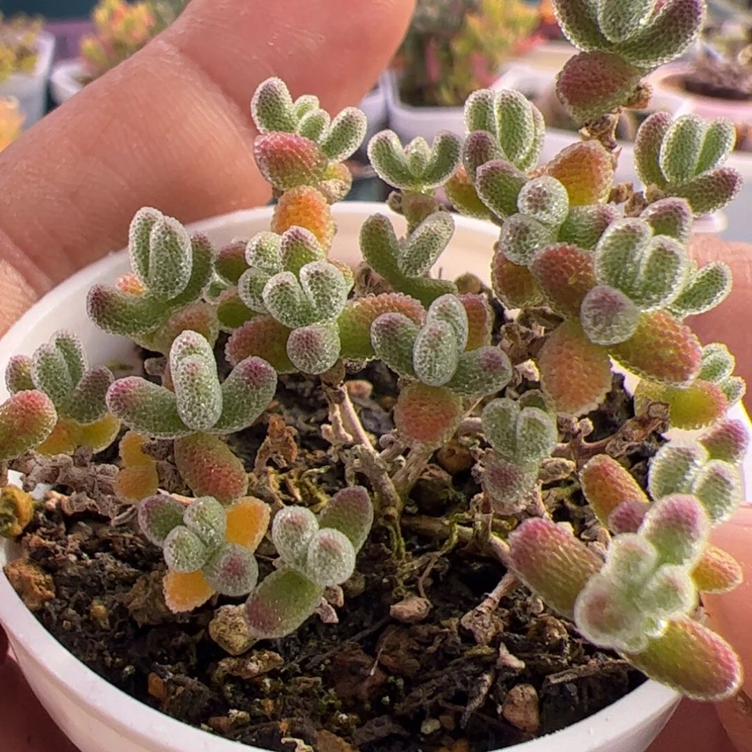 多肉植物枝干冰晶