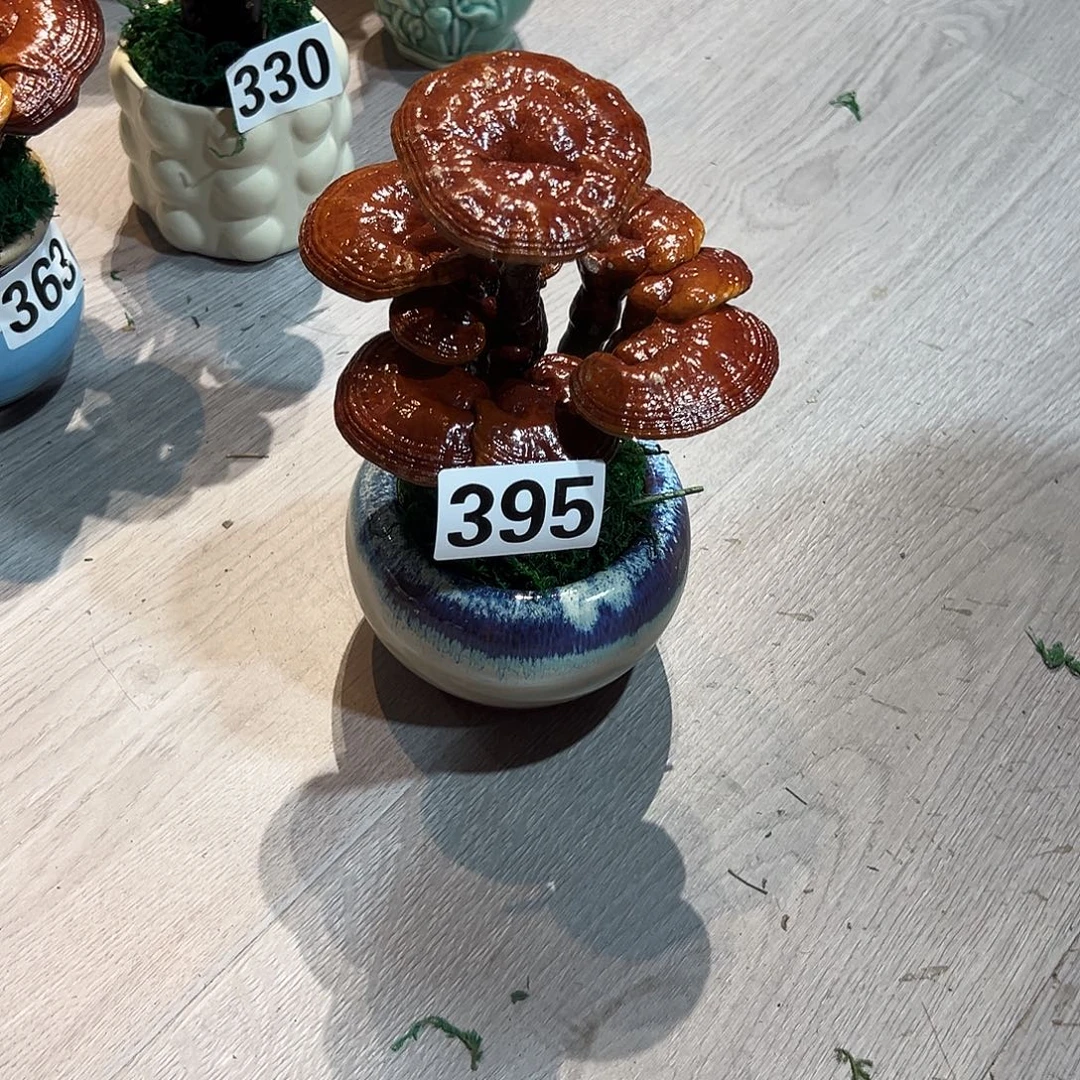 无花朵发财树发财树
