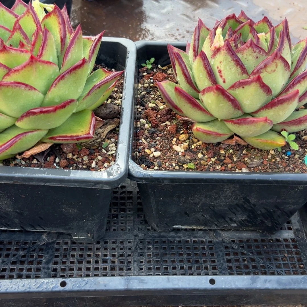 多肉编号0121-103