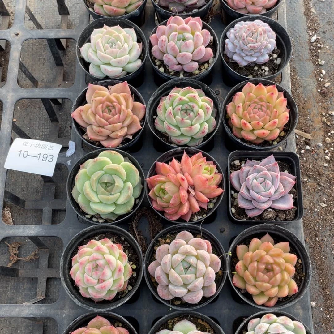 一物一拍18颗10-193