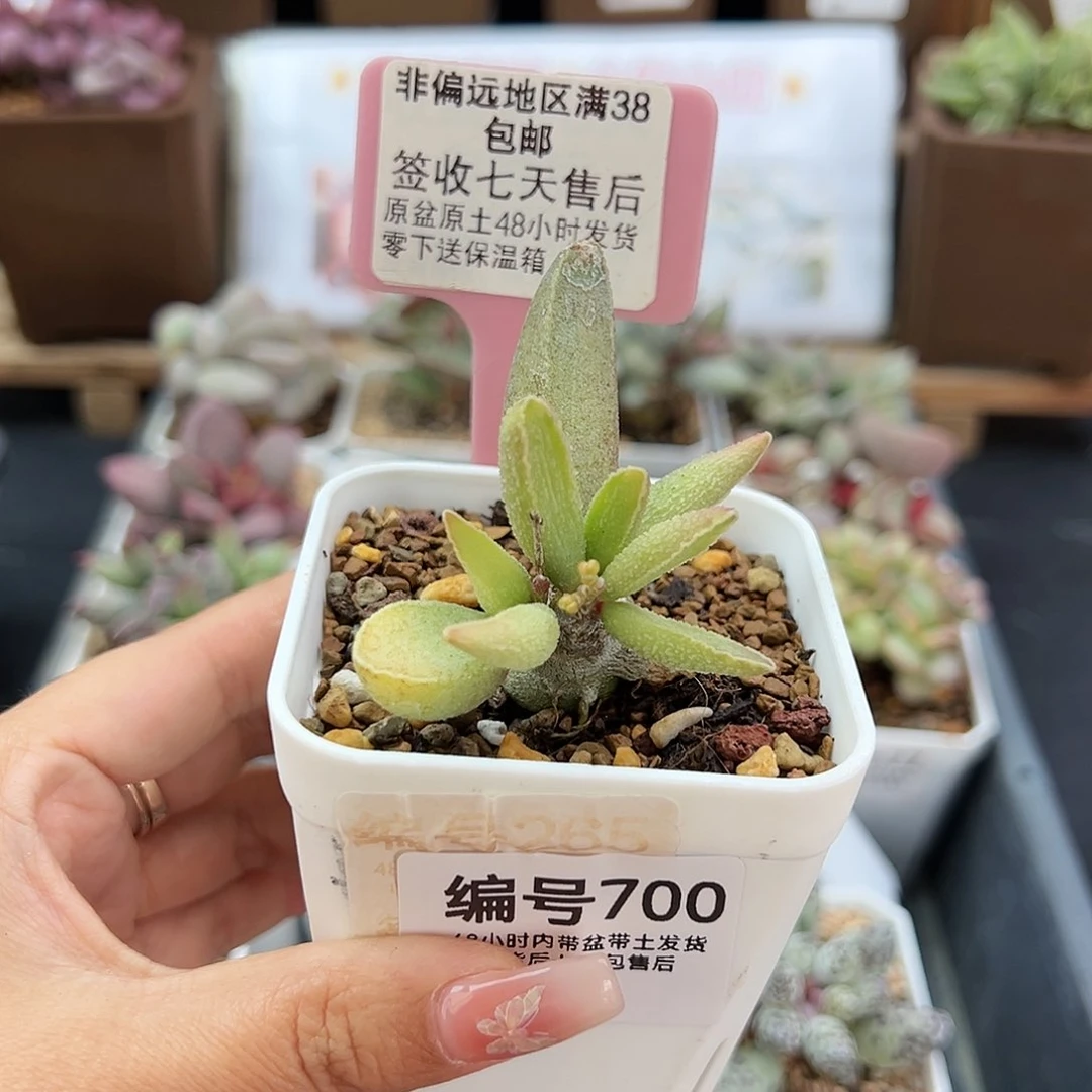 (****)700愣叶猪干多肉植物