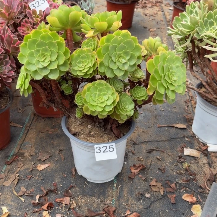 万圣节多肉植物不包损325