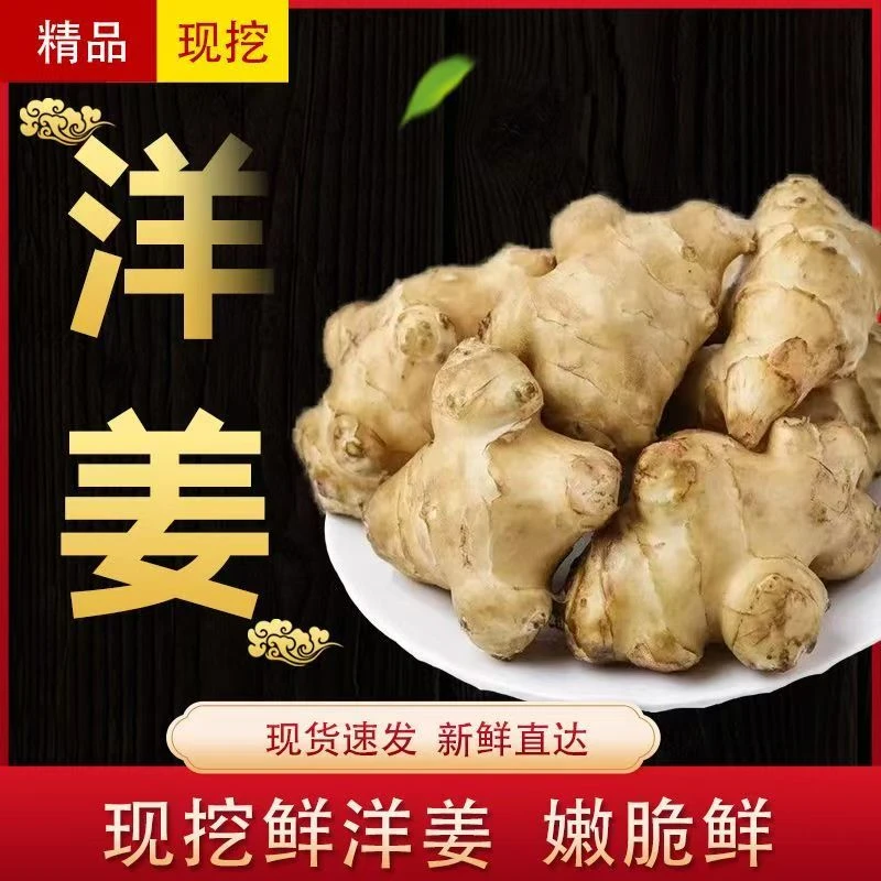 新鲜现挖洋姜农家种植可做酱腌菜泡菜的蔬菜现发