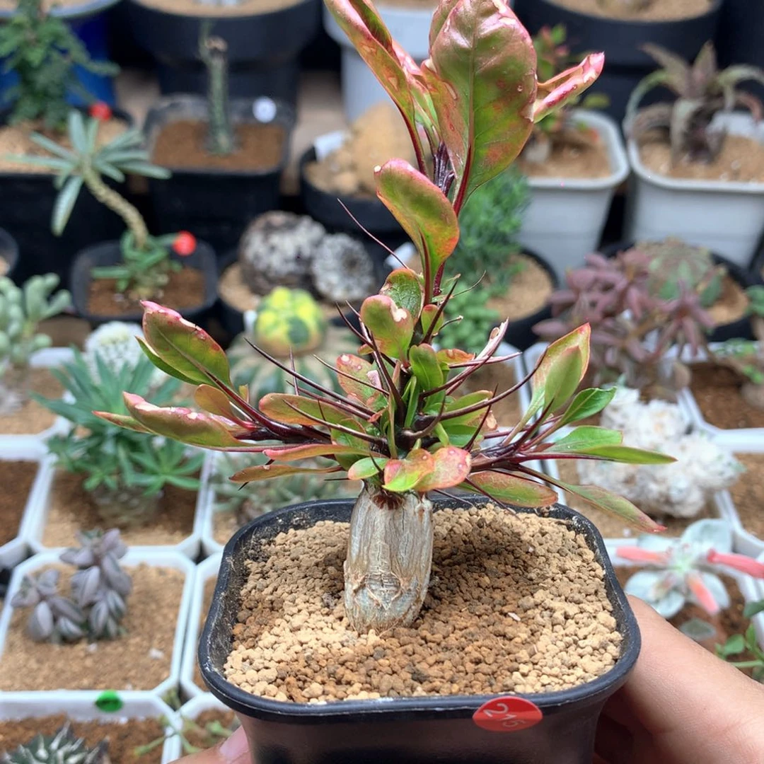 簇生富贵花带盆发货