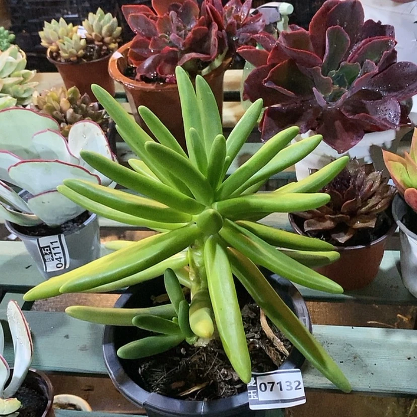 【闪购商品】椰子树07132