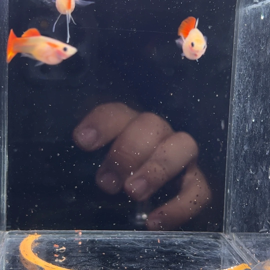 孔雀鱼红礼服c11111111111