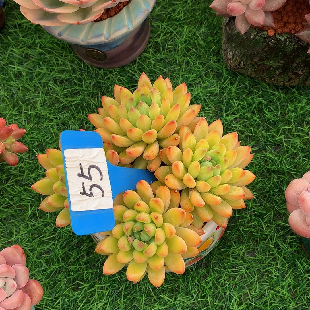 春****?星际迷航多肉植物637