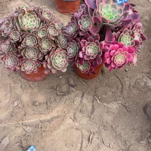 269多肉植物组合，