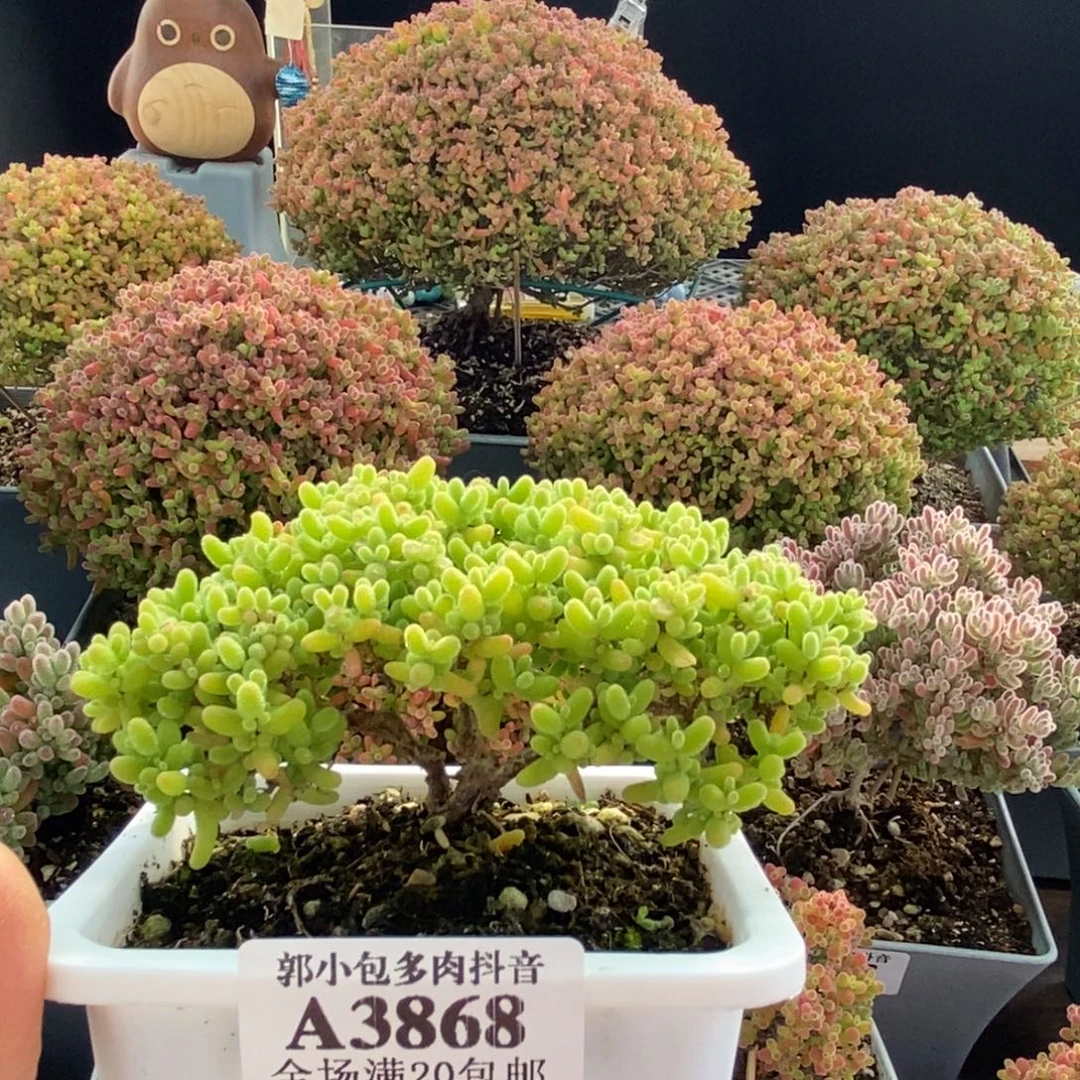 蜜橘糖球3868枝干番杏