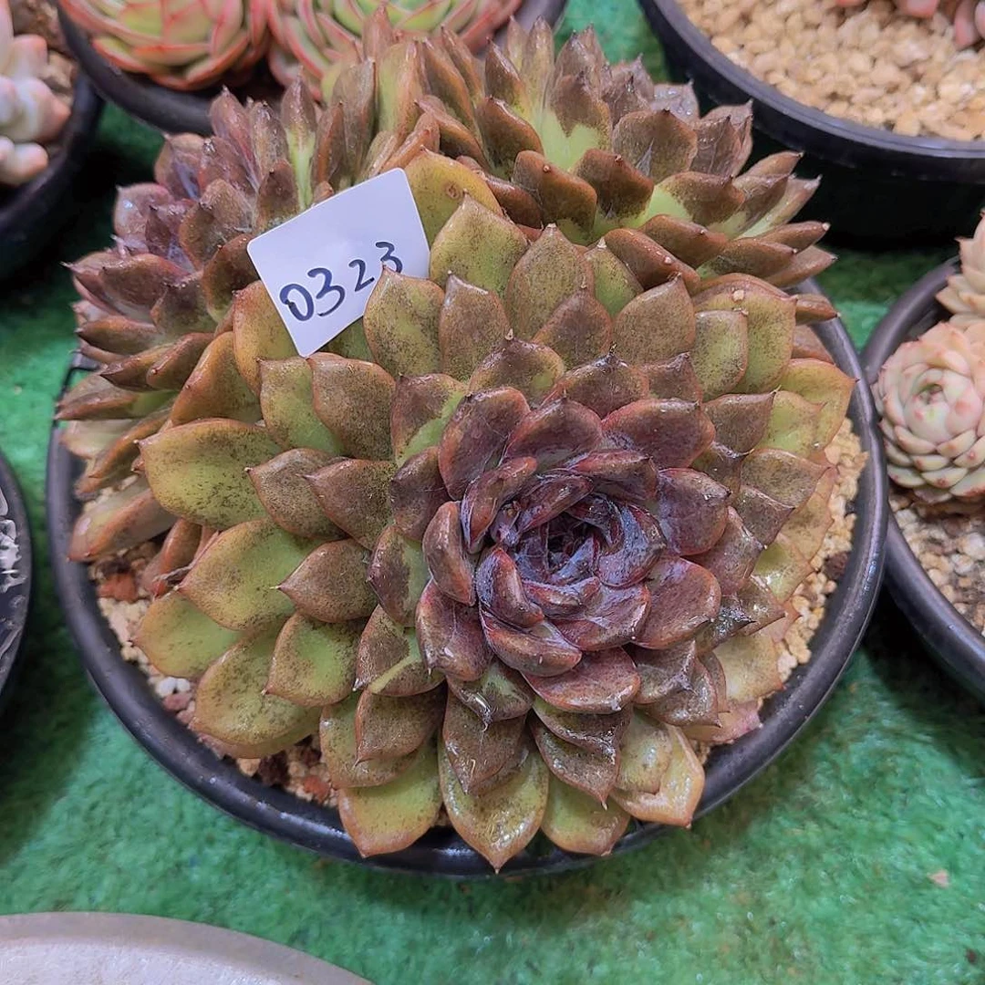 快**?0323杂交多肉植物