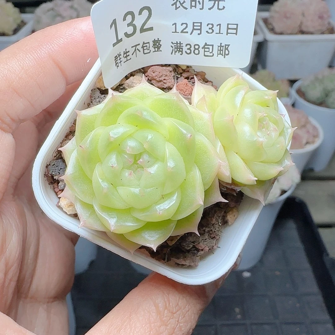 1231-132p3-71麦杆