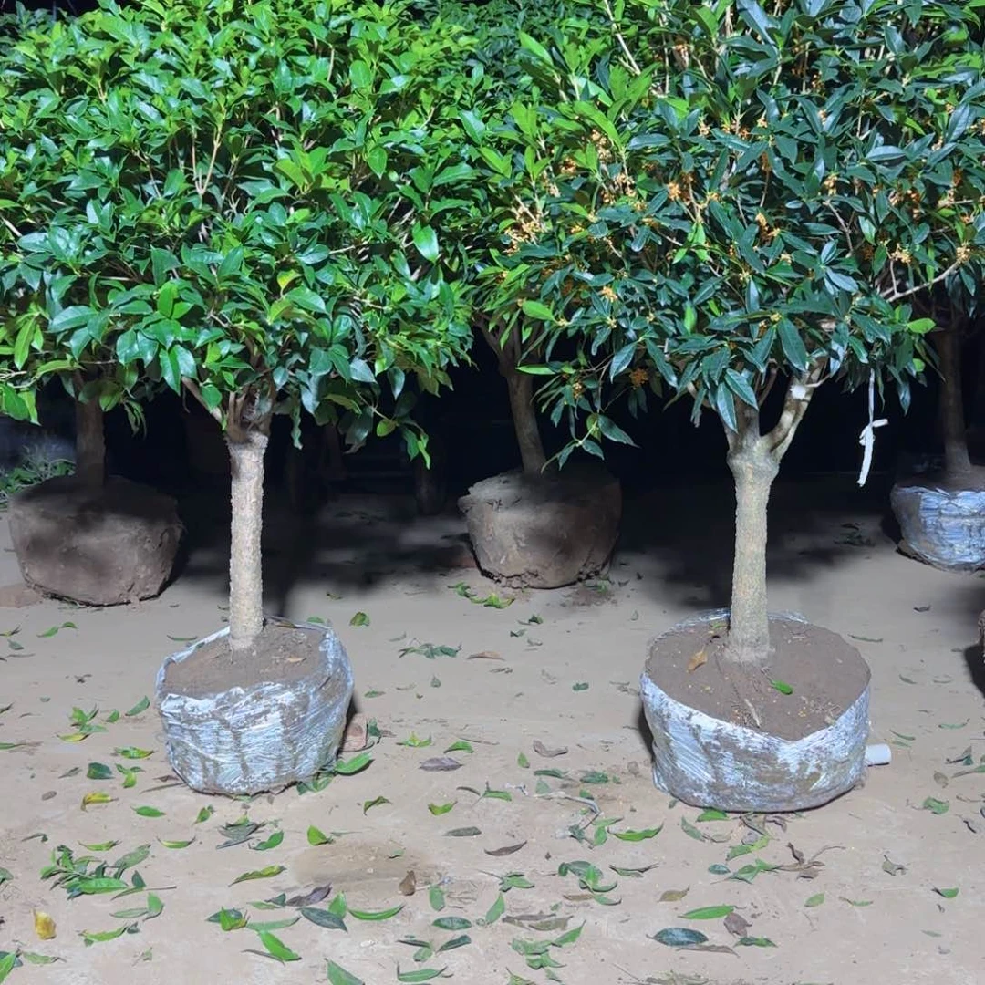 无***东无花朵桂花。八月桂系列