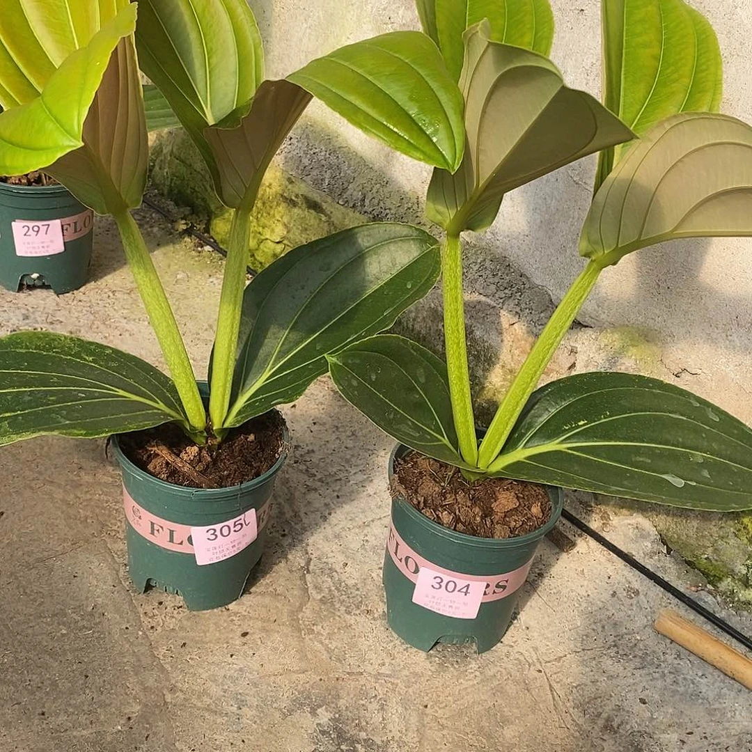 木本植物木本花卉304.305