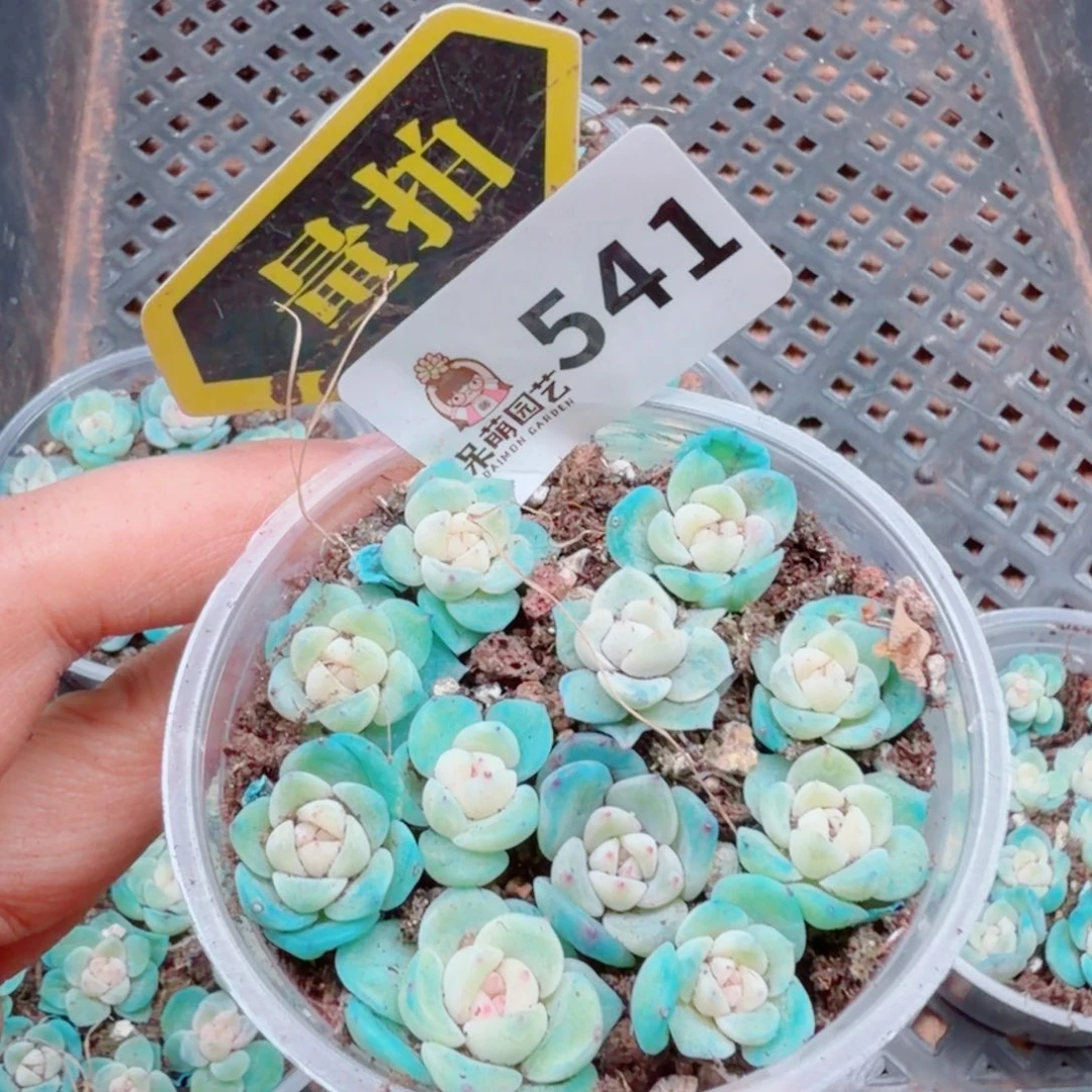 多肉植物多肉植物