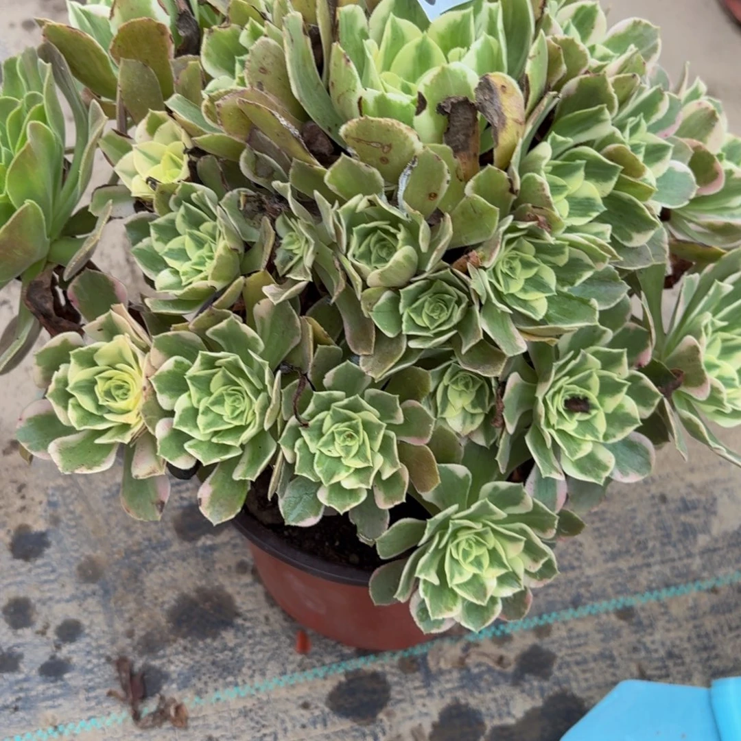800多肉植物捧花的时候