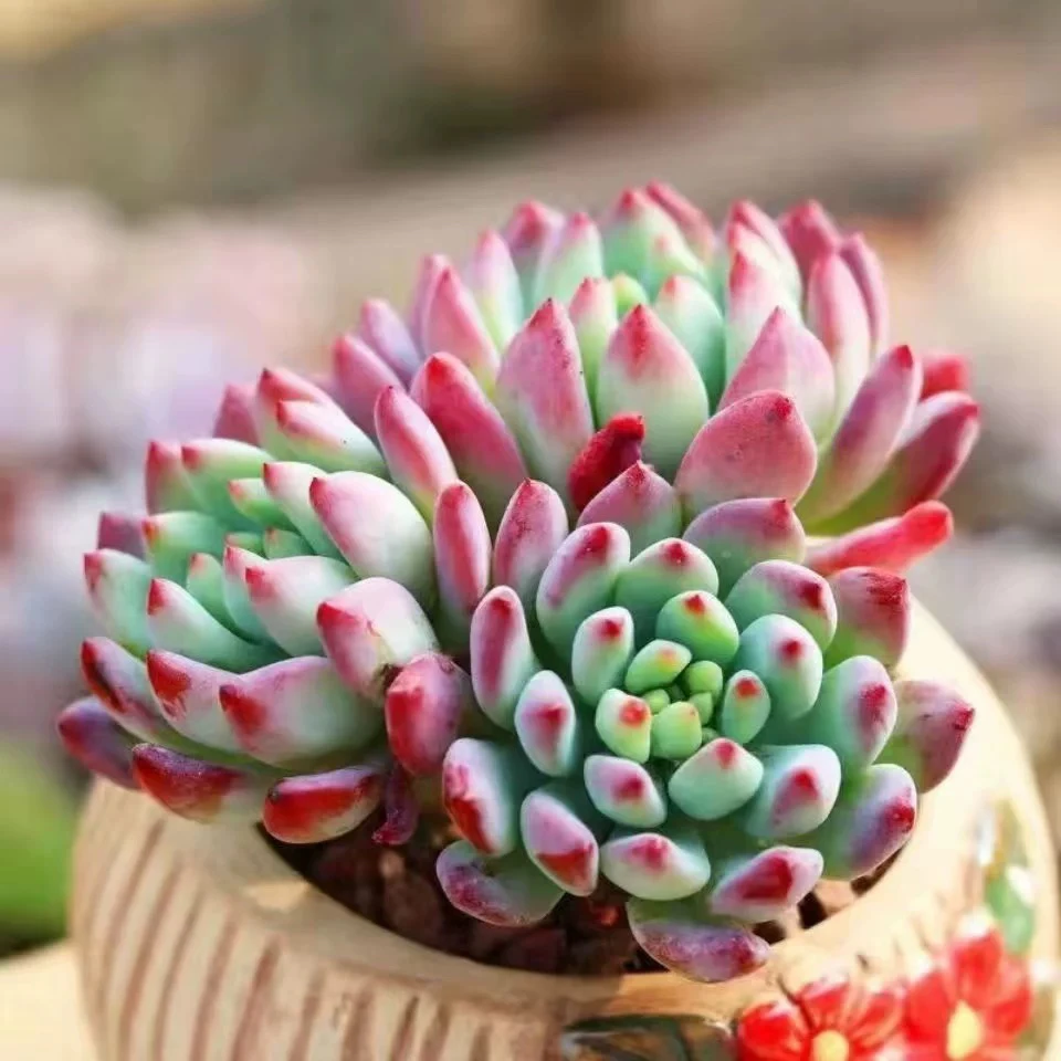 【满9.9包邮】蓝苹果多头6.5cm盆多肉植物以直播间展示为主