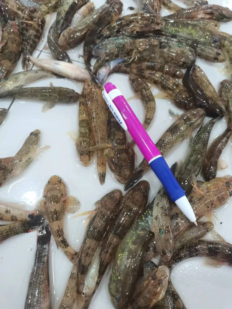 5斤顺丰包邮，山坑鱼/爬山虎/小黄鱼/肉鱼/狗母鱼