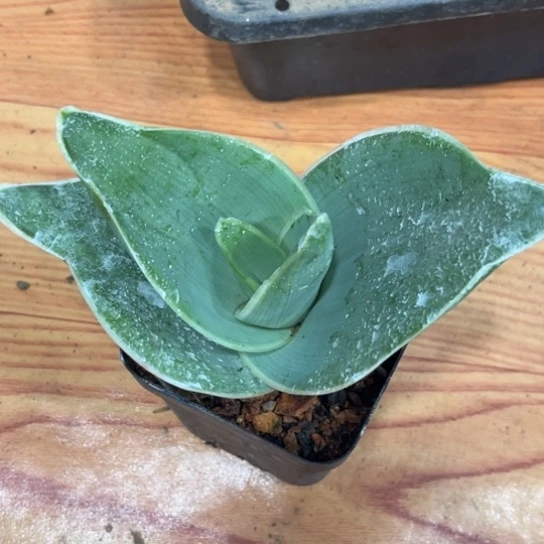三***毛完全开放芦荟银芳