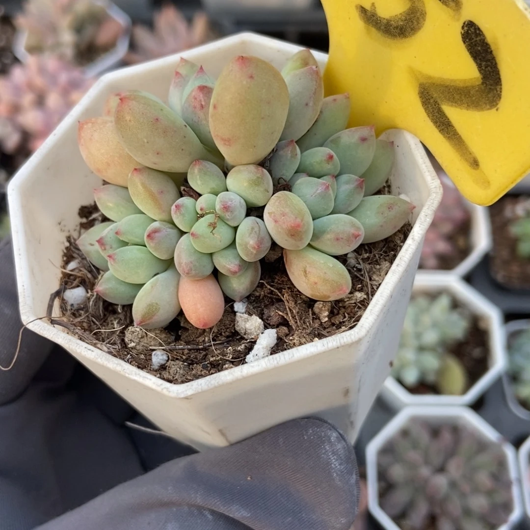552萤火虫多肉植物