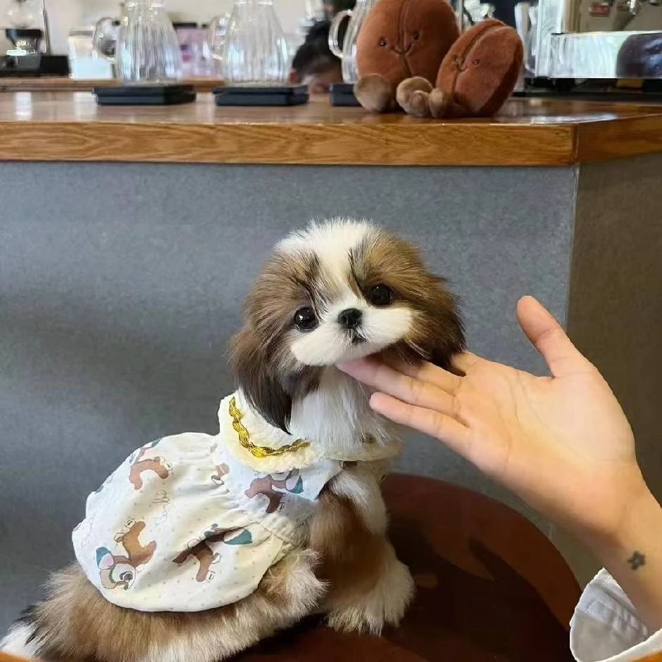小超家西施犬高品质纯种西施