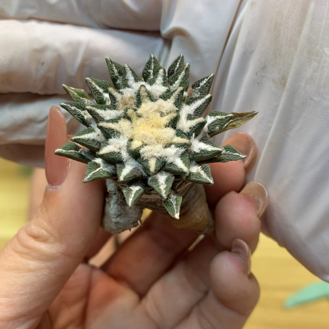 实生 老桩 黑牡丹4公分起发