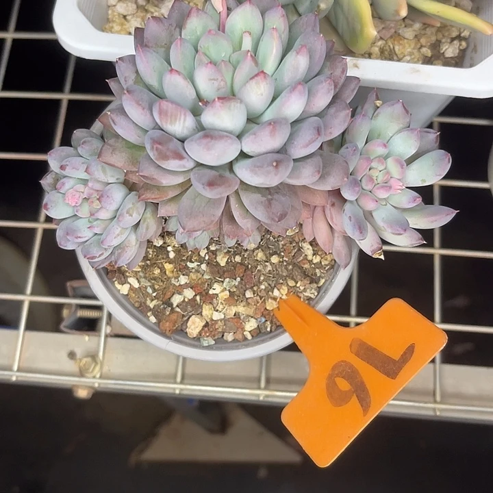 两单包邮，一物一拍76冰美人