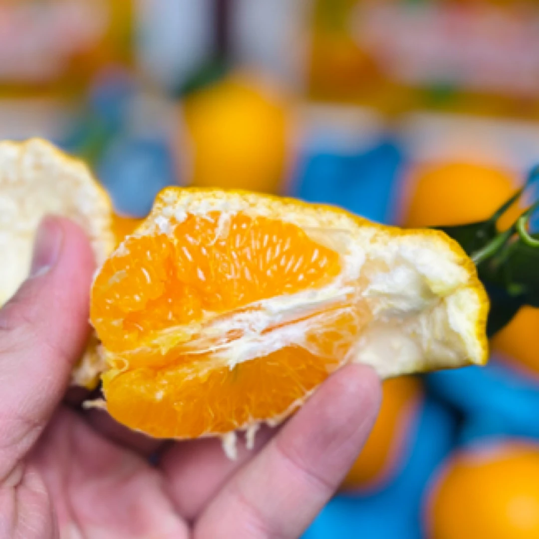 春见耙耙柑，框装中小果，净重约4.5斤