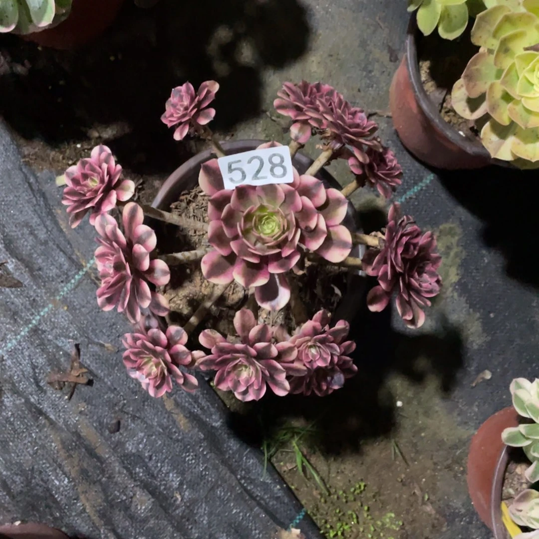 粉红豹多肉植物老桩