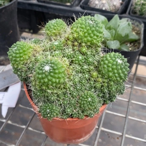 实生大白珠群9仙人球