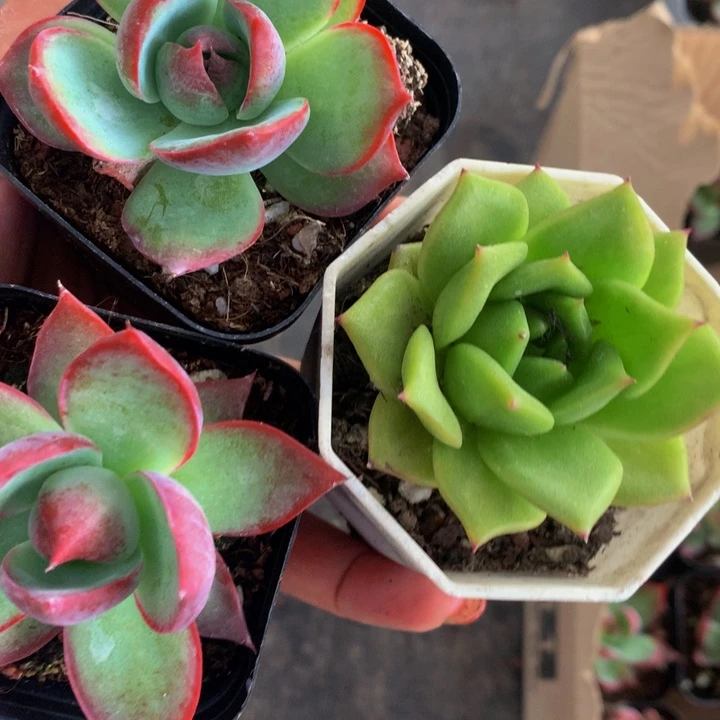 惊鸿仙子  绿饺子皮  （满9.99包邮不满9.99发叶子）