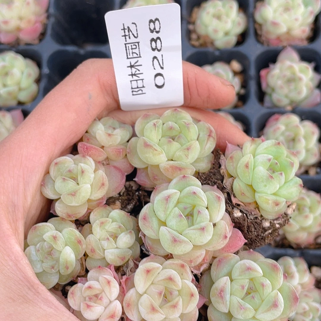多肉植物多肉植物288